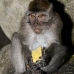 monkey_macaque_balinese_mf_ubud_v_0784_bal0797.jpg
